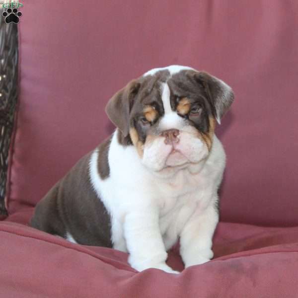 Emory, English Bulldog Puppy
